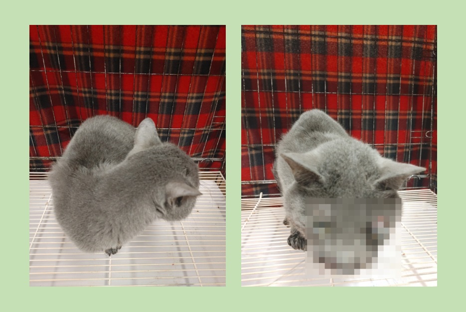 종료(자연사) 믹스…